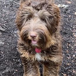 Candy Crush - Australian Labradoodle
