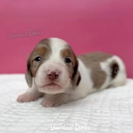 President Barbie - Dapple female Dachshund puppy in Chandler, Arizona from Vonaducci Doxies, LLC.