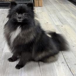 Pomeranian puppies from 🤎 Dreaming Puppies 🐶