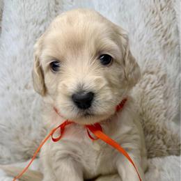 Halo - Cream female Australian Labradoodle puppy in Upland, California from Kings Labradoodles