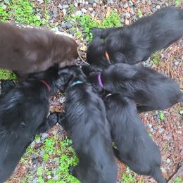 Flat-Coated Retriever Puppies from JUBILEE KENNELS - AKC AWARD of MERIT BREEDER since 1998
