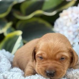 Grover - Yellow male Labrador Retriever puppy in Puyallup, Washington from 12 Door Farm Labradors