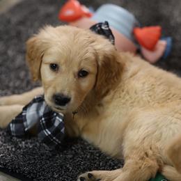 Lumi - Golden male Golden Retriever puppy in Payette, Idaho from Stonewick Retrievers