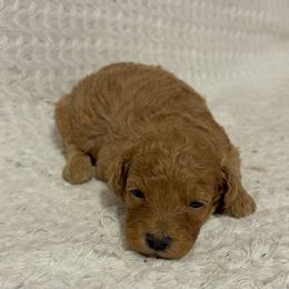 Pekingese and Poodle Puppies from Dogs lovers