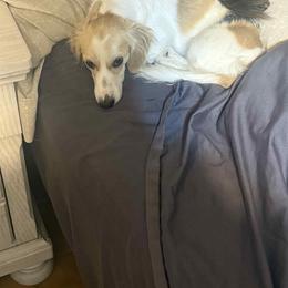 Ryder - Dachshund