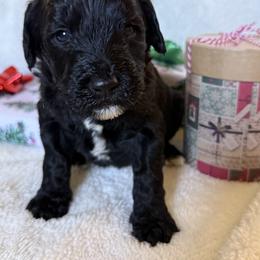 Double Doodle Puppies from Southern Sunshine Doodles