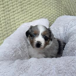 Butter - Blue merle male Miniature Australian Shepherd puppy in Murfreesboro, Tennessee from Skye’s Waggin’ Aussies