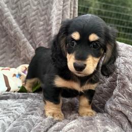 AKC Black and Tan Boy - Black and cream male Dachshund puppy in Sumrall, Mississippi from JP’s Dachshunds