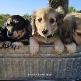 Dachshunds from Bourbon Barrel Ridge Doxies