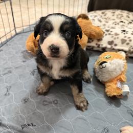 Ember - Black tri female Miniature Australian Shepherd puppy in Apache Junction, Arizona from Circle T Mini Aussies
