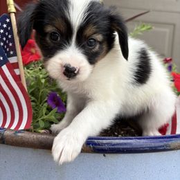 Iris ( Orange) - White black and tan female Papillon puppy in Chattanooga, Oklahoma from Lottie Dottie Scottie’s and Papillons