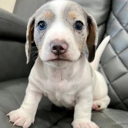 Dachshunds from Adorable Dachshunds