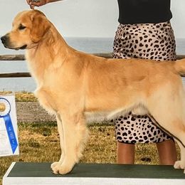 Tito - Golden Retriever