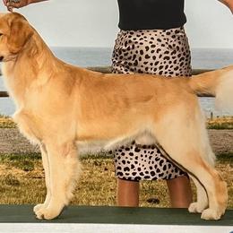 Tito - Golden Retriever