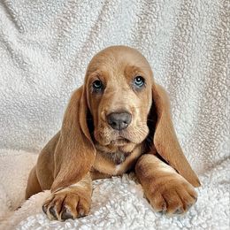 Doody - Black tan and white male Basset Hound puppy in Kingsport, Tennessee from Bear’s Bassets