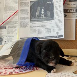 Detective - Black male Australian Labradoodle puppy in Valley Springs, California from Blue Denim Doodles