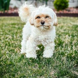 Prim - Maltipoo