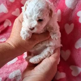 Maltipoo Puppies from Little Cupcakes and Little Punkins Maltipoos