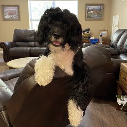 Sasha - Portuguese Water Dog