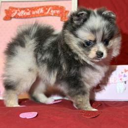 Angie - Blue merle female Pomeranian puppy in Scottsburg, Virginia from Summer Set Poms