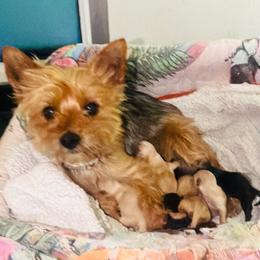 Layla - Morkie