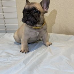 French Bulldog Puppies from Fabi's French Bulldogs