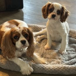 Cavalier King Charles Spaniels and Golden Retrievers from Stonewick Retrievers
