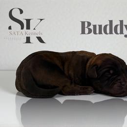 Buddy - Black male Boerboel puppy in Delta, Colorado from SATA Kennels