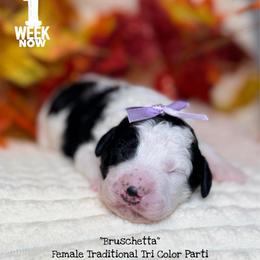 Bruschetta - Tri-color female Bernedoodle puppy in Orange, Texas from Walk with Me Doodles