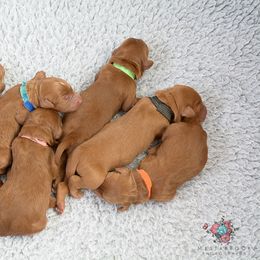 Australian Labradoodle Puppies from Colorado Mountain Labradoodles