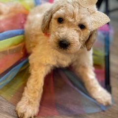 Bernedoodle and Bordoodle Puppies from Divine Doodles