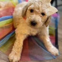 Bernedoodle and Bordoodle Puppies from Divine Doodles