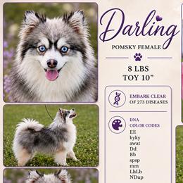 Darling - Pomsky