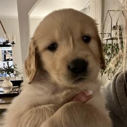 Golden Retriever Puppies from Washington Lakeside Goldens