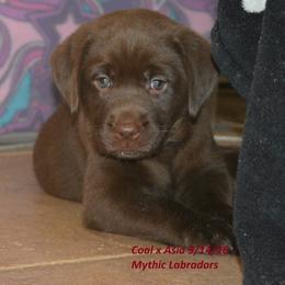 Labrador Retriever Puppies from Mythic Labradors, LLC