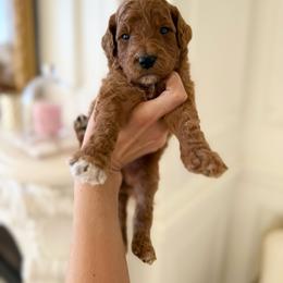 POPPY - Apricot male Goldendoodle puppy in Independence, Oregon from ANKENY DOODLES
