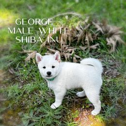 Shiba Inu Puppies from H & J Shiba Inu’s