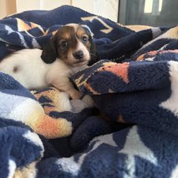 Roo - Piebald female Dachshund puppy in Vancouver, Washington from Cascade Minis