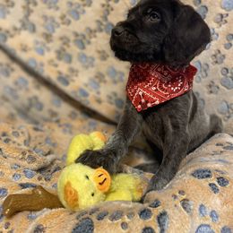 Wirehaired Pointing Griffon Puppies from Harmony Hills Griffons
