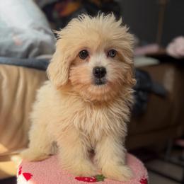 Wafer - Gold and white male Shihpoo puppy in Brevard County, Florida from Enchanting Puppies