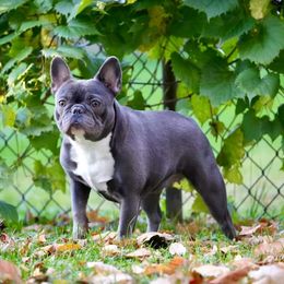 Cricket - French Bulldog