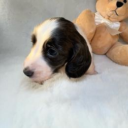 Ariel - Piebald female Dachshund puppy in Kissimmee, Florida from Mini Doxie Cuties
