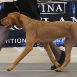 Wirehaired Vizslas from Blaythorn's