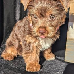 Yorkshire Terrier Puppies from Furever Love Yorkies