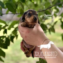 Quinn - Dapple female Dachshund puppy in Royse City, Texas from Truehearted Miniature Dachshunds