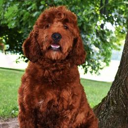 Murphy - Irish Doodle