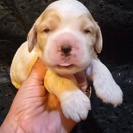 Captain - Red and white male Cocker Spaniel puppy in Florence, South Carolina from Reddick's American Cocker Spaniels