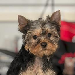 Athena - Blue and gold female Yorkshire Terrier puppy in Kendallville, Indiana from Yorkies Kisses/Rusalka Siren Song