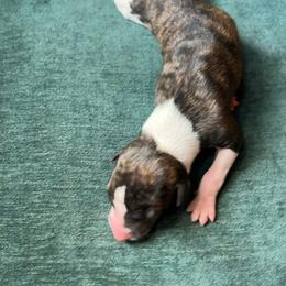 Jeanette - Red brindle female Whippet puppy in Clinton, Tennessee from Ivanhoe Borzoi