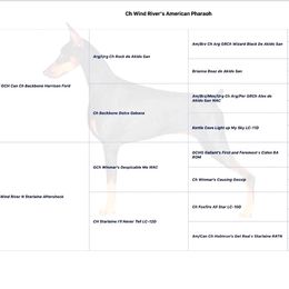 Doberman Pinscher Puppies from Ocean’s Breeze Doberman Pinschers